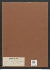 Nitzschia palea forma major (Kuetz.) W. Sm. (de-Toni-Nr.: Genus 47, Species 2127) Zeichnungen Sammlung Grunow Mappe 02249 (Herbarium_W_Grunow_drawings_Folder_02249)